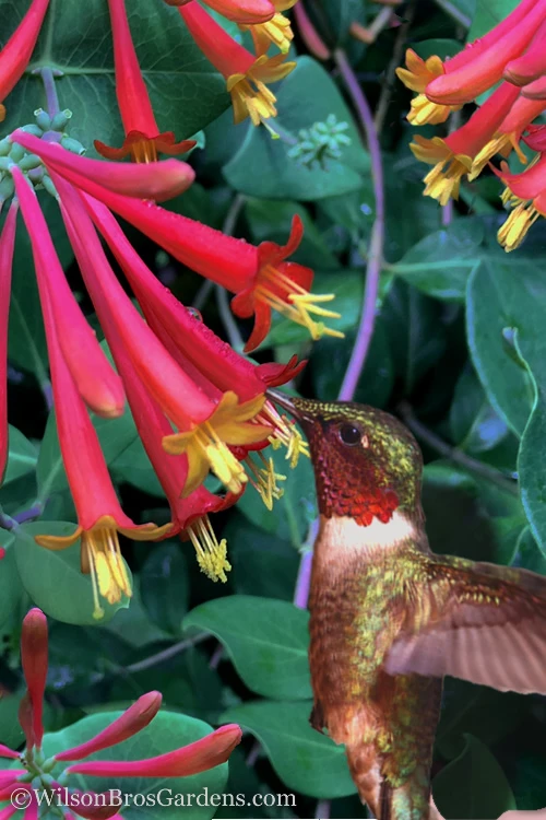 Major Wheeler Red Trumpet Honeysuckle - 1 Gallon Pot (On Stake) 3 Major Wheeler Red Trumpet Honeysuckle - 1 Gallon Pot (On Stake)