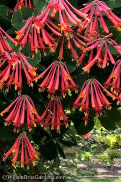 Major Wheeler Red Trumpet Honeysuckle - 1 Gallon Pot (On Stake) 14 Major Wheeler Red Trumpet Honeysuckle - 1 Gallon Pot (On Stake) -Plant Discount Store Honeysuckle Major Wheeler 31