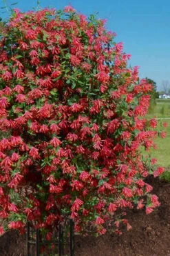 Major Wheeler Red Trumpet Honeysuckle - 1 Gallon Pot (On Stake) 16 Major Wheeler Red Trumpet Honeysuckle - 1 Gallon Pot (On Stake) -Plant Discount Store Honeysuckle Major Wheeler 34