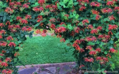 Major Wheeler Red Trumpet Honeysuckle - 1 Gallon Pot (On Stake) 15 Major Wheeler Red Trumpet Honeysuckle - 1 Gallon Pot (On Stake) -Plant Discount Store Honeysuckle Major Wheeler 35