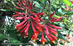 Major Wheeler Red Trumpet Honeysuckle - 1 Gallon Pot (On Stake) 19 Major Wheeler Red Trumpet Honeysuckle - 1 Gallon Pot (On Stake) -Plant Discount Store Honeysuckle Major Wheeler 37