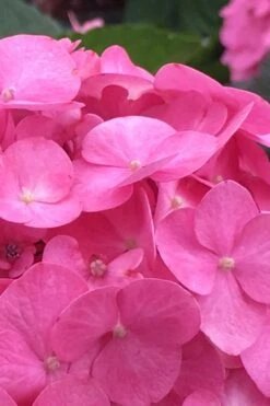 After Midnight Hydrangea - 3 Gallon Pot 15 After Midnight Hydrangea - 3 Gallon Pot -Plant Discount Store Hydrangea After Midnight 1