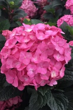 After Midnight Hydrangea - 3 Gallon Pot 14 After Midnight Hydrangea - 3 Gallon Pot -Plant Discount Store Hydrangea After Midnight 2