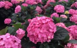 After Midnight Hydrangea - 3 Gallon Pot 13 After Midnight Hydrangea - 3 Gallon Pot -Plant Discount Store Hydrangea After Midnight 5
