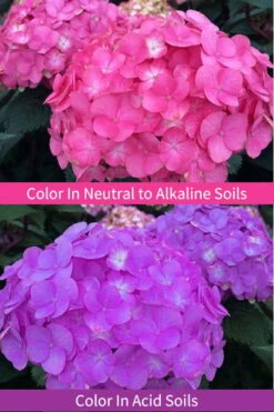 After Midnight Hydrangea - 3 Gallon Pot 12 After Midnight Hydrangea - 3 Gallon Pot -Plant Discount Store Hydrangea After Midnight 6