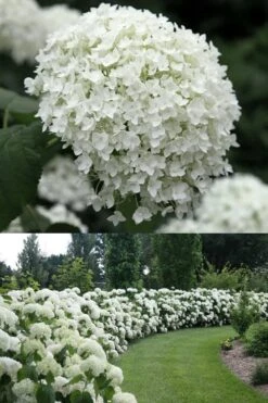 Annabelle Hydrangea - 3 Gallon Pot -Plant Discount Store Hydrangea Annabelle 1 500x750 1
