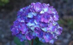 Bloomstruck Endless Summer Hydrangea - 2 Gallon Pot 11 Bloomstruck Endless Summer Hydrangea - 2 Gallon Pot -Plant Discount Store Hydrangea Bloomstruck Bloom