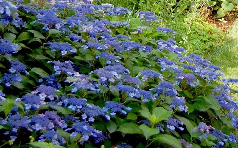 Bluebird Hydrangea - 2 Gallon Pot 6 Bluebird Hydrangea - 2 Gallon Pot - Image 4