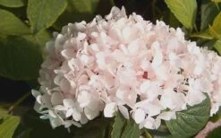 Blushing Bride Endless Summer Hydrangea - 3 Gallon Pot -Plant Discount Store Hydrangea Blushing Bride 2 2