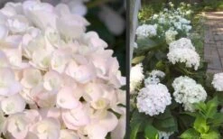 Blushing Bride Endless Summer Hydrangea - 3 Gallon Pot -Plant Discount Store Hydrangea Blushing Bride 3