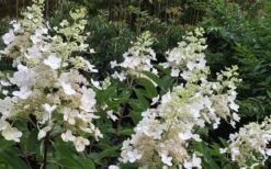 Kyushu Hydrangea - 3 Gallon Pot -Plant Discount Store Hydrangea Chantilly Lace 1