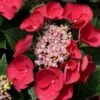 Cherry Explosion Hydrangea - 1 Gallon Pot -Plant Discount Store Hydrangea Cherry Explosion 1