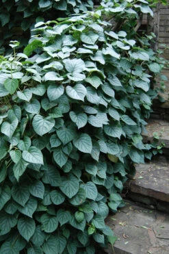 Moonlight Climbing Hydrangea - 2 Gallon Pot -Plant Discount Store Hydrangea Climbing Moonlight 2