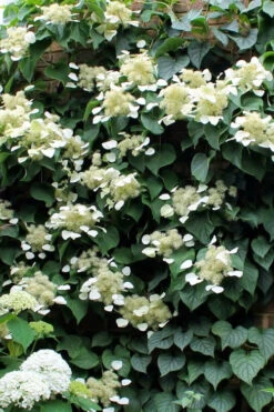 Moonlight Climbing Hydrangea - 2 Gallon Pot -Plant Discount Store Hydrangea Climbing Moonlight 3
