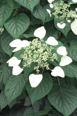 Moonlight Climbing Hydrangea - 2 Gallon Pot -Plant Discount Store Hydrangea Climbing Moonlight 5