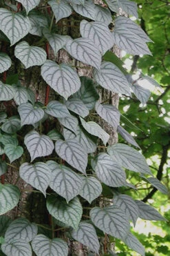 Moonlight Climbing Hydrangea - 2 Gallon Pot -Plant Discount Store Hydrangea Climbing Moonlight 6