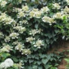 Moonlight Climbing Hydrangea - 2 Gallon Pot 2 Moonlight Climbing Hydrangea - 2 Gallon Pot -Plant Discount Store Hydrangea Climbing Moonlight 9