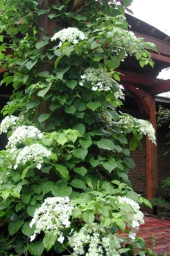 Climbing Hydrangea 'Petiolaris' - 2 Gallon Pot -Plant Discount Store Hydrangea Climbing Petiolaris 10