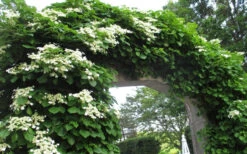 Climbing Hydrangea 'Petiolaris' - 2 Gallon Pot -Plant Discount Store Hydrangea Climbing Petiolaris 13