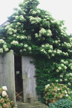 Climbing Hydrangea 'Petiolaris' - 5 Gallon Pot (4-5') 15 Climbing Hydrangea 'Petiolaris' - 5 Gallon Pot (4-5') -Plant Discount Store Hydrangea Climbing Petiolaris 15 2