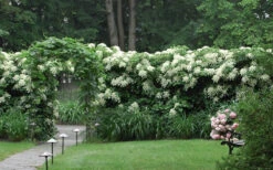 Climbing Hydrangea 'Petiolaris' - 2 Gallon Pot -Plant Discount Store Hydrangea Climbing Petiolaris 16