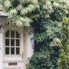 Climbing Hydrangea 'Petiolaris' - 5 Gallon Pot (4-5')