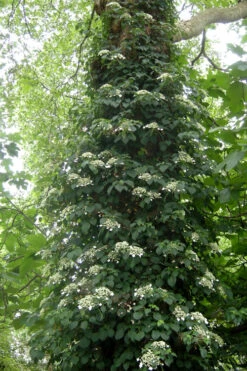 Climbing Hydrangea 'Petiolaris' - 2 Gallon Pot -Plant Discount Store Hydrangea Climbing Petiolaris 8