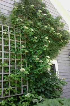 Climbing Hydrangea 'Petiolaris' - 2 Gallon Pot -Plant Discount Store Hydrangea Climbing Petiolaris 9
