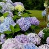 Dear Dolores Hydrangea - 2 Gallon Pot -Plant Discount Store Hydrangea Dear Delores 500x750 1