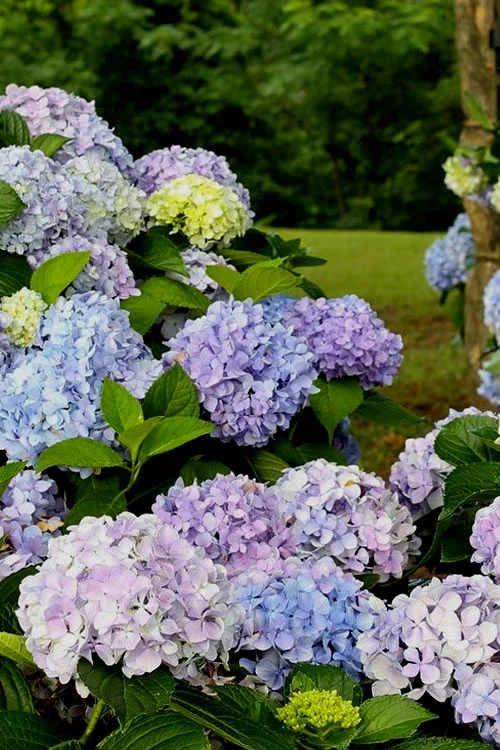 Dear Dolores Hydrangea - 3 Gallon Pot 3 Dear Dolores Hydrangea - 3 Gallon Pot