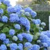 Endless Summer Hydrangea Original - 7 Gallon Pot -Plant Discount Store Hydrangea Endless Summer 500x750 1
