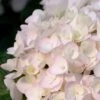 Blushing Bride Endless Summer Hydrangea - 2 Gallon Pot 1 Blushing Bride Endless Summer Hydrangea - 2 Gallon Pot -Plant Discount Store Hydrangea Endless Summer Blushing Bride 500x750 2