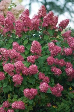 Fire Light Hydrangea - Single Trunk Topiary Tree - 5 Gallon Pot 11 Fire Light Hydrangea - Single Trunk Topiary Tree - 5 Gallon Pot -Plant Discount Store Hydrangea Fire Light 2