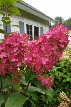 Fire Light Hydrangea - Single Trunk Topiary Tree - 5 Gallon Pot 13 Fire Light Hydrangea - Single Trunk Topiary Tree - 5 Gallon Pot -Plant Discount Store Hydrangea Fire Light 3