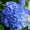 Glory Blue Hydrangea - 3 Gallon Pot 2 Glory Blue Hydrangea - 3 Gallon Pot -Plant Discount Store Hydrangea Glory Blue 10