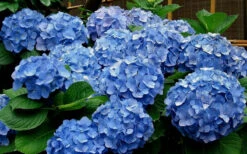 Glory Blue Hydrangea - 3 Gallon Pot 9 Glory Blue Hydrangea - 3 Gallon Pot -Plant Discount Store Hydrangea Glory Blue 11