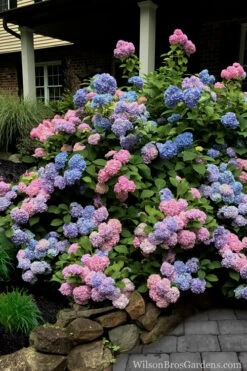 L.A. Dreamin' Hydrangea - 2 Gallon Pot -Plant Discount Store Hydrangea LA Dreamin 5