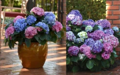 L.A. Dreamin Hydrangea - 1 Gallon Pot -Plant Discount Store Hydrangea LA Dreamin Blooms 2 1