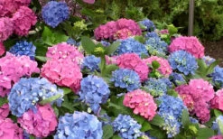L.A. Dreamin' Hydrangea - 2 Gallon Pot -Plant Discount Store Hydrangea LA Dreamin Blooms