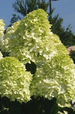 Limelight PeeGee Hydrangea - 3 Gallon Pot -Plant Discount Store Hydrangea Limelight 101 1
