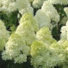 Limelight PeeGee Hydrangea - 3 Gallon Pot -Plant Discount Store Hydrangea Limelight 107 1