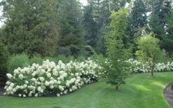 Limelight PeeGee Hydrangea - 3 Gallon Pot -Plant Discount Store Hydrangea Limelight hedge natural