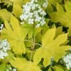 Little Honey Oakleaf Hydrangea - 1 Gallon Pot 1 Little Honey Oakleaf Hydrangea - 1 Gallon Pot -Plant Discount Store Hydrangea Little Honey 1
