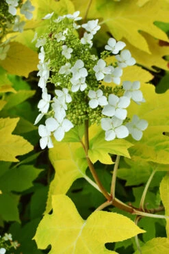 Little Honey Oakleaf Hydrangea - 1 Gallon Pot -Plant Discount Store Hydrangea Little Honey 3 1