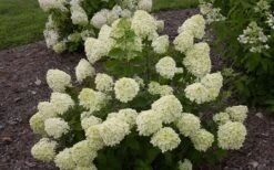 Little Lime Hydrangea - 1 Gallon Pot -Plant Discount Store Hydrangea Little Lime 1