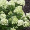 Little Lime Hydrangea - 1 Gallon Pot 2 Little Lime Hydrangea - 1 Gallon Pot -Plant Discount Store Hydrangea Little Lime 500x750 1