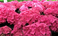 Merritts Supreme Hydrangea - 1 Gallon Pot 11 Merritts Supreme Hydrangea - 1 Gallon Pot -Plant Discount Store Hydrangea Merrits Supreme Pink 12