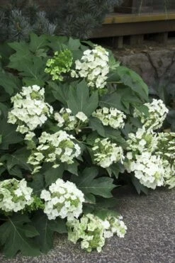 Pee Wee Dwarf Oakleaf Hydrangea - 2 Gallon Pot 16 Pee Wee Dwarf Oakleaf Hydrangea - 2 Gallon Pot -Plant Discount Store Hydrangea Oakleaf Pee Wee 11