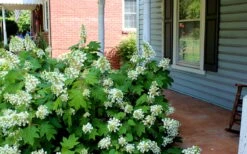 Pee Wee Dwarf Oakleaf Hydrangea - 2 Gallon Pot 14 Pee Wee Dwarf Oakleaf Hydrangea - 2 Gallon Pot -Plant Discount Store Hydrangea Oakleaf Pee Wee