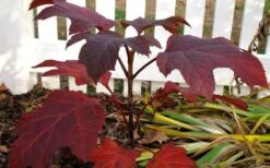 Ruby Slippers Dwarf Oakleaf Hydrangea - 3 Gallon Pot -Plant Discount Store Hydrangea Oakleaf Ruby Slippers Fall Foliage Color 1